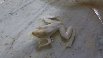 grenouille du bénitier