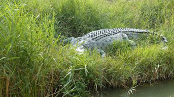 un crocodile